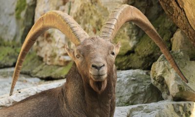 Welche Eigenschaften zeichnen den Steinbock aus