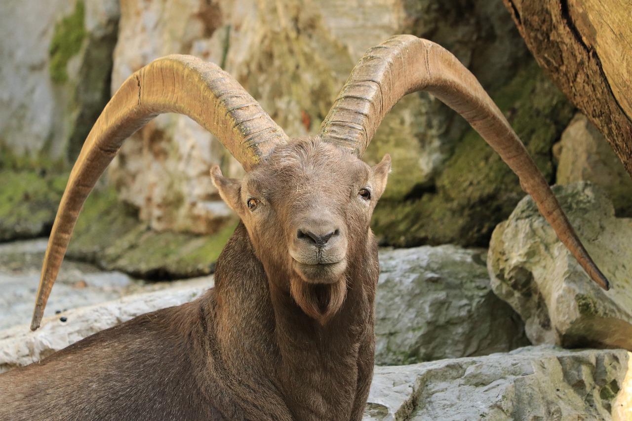 Welche Eigenschaften zeichnen den Steinbock aus