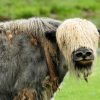 Tiere mit Y