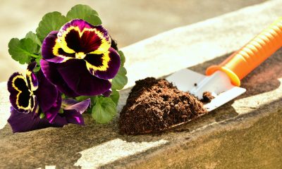 Wieso sind Fliegen in der Blumenerde