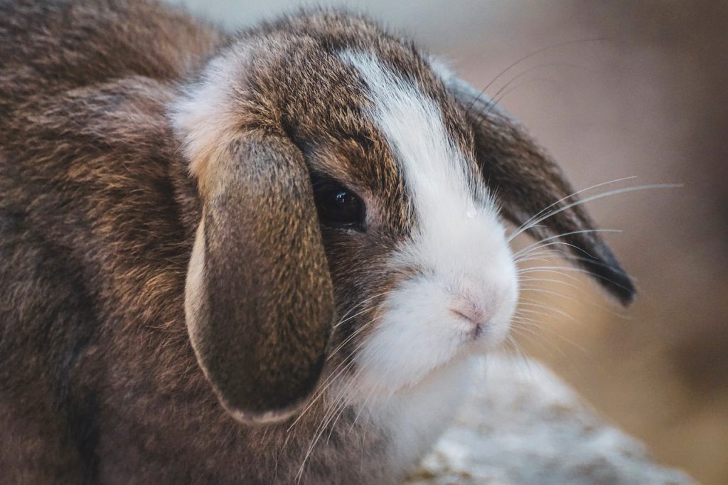 Bis Zu Welchem Alter Können Kaninchen Trächtig Werden Wie alt werden Kaninchen? - Praxistipps.org