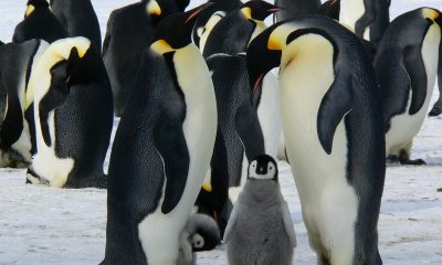Haben Pinguine Knie