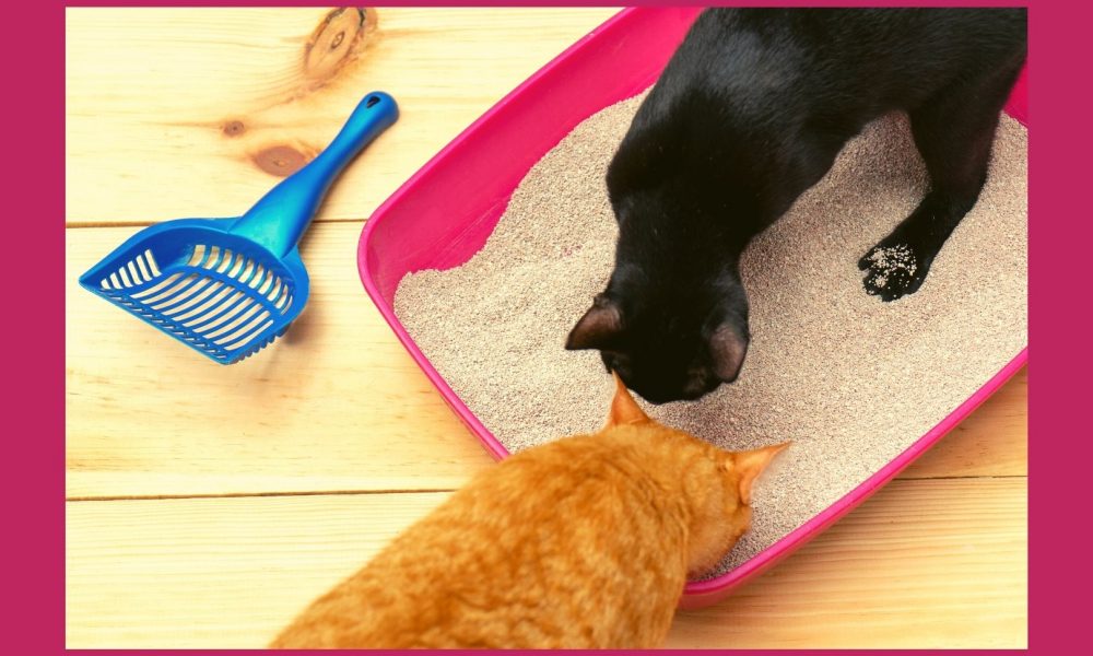 Welche Arten von Katzenstreu gibt es?